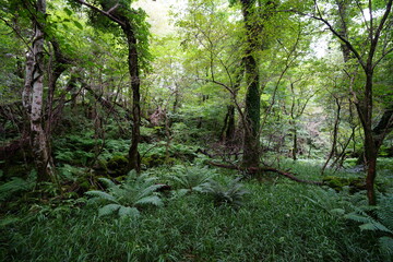 fern and old trees in wild forest