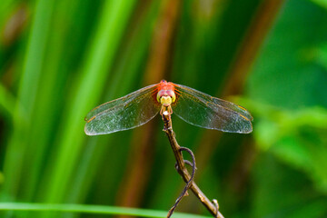 Red Dragonfly front face CloseUp Micro 