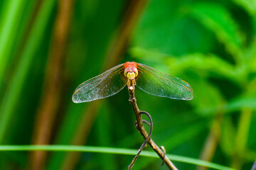 Red Dragonfly front face CloseUp Micro 
