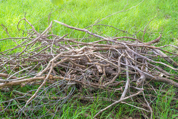 Broken branches, cut trees pile up in an outdoor setting.