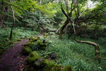 mossy trees and rocks in old forest