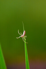The common garden spider with web