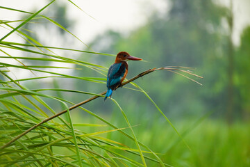 Tree Kingfisher sitting on the big grass stick