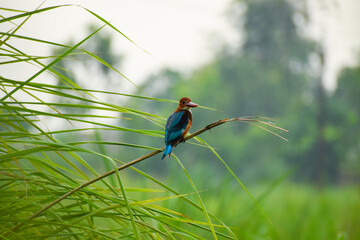 Tree Kingfisher sitting on the big grass stick