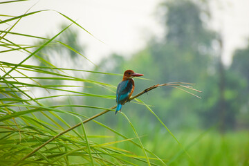 Tree Kingfisher sitting on the big grass stick
