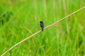 Brown Prinia are smaller birds in nature