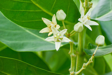 Calotropis gigantea, the crown flower, is a species of Calotropis native to Cambodia, Vietnam, Bangladesh, Indonesia, Malaysia, Thailand, Sri Lanka, India,