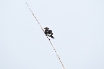 Brown Prinia are smaller birds in nature