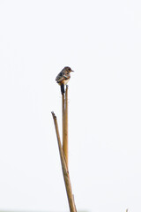 Brown Prinia are smaller birds in nature