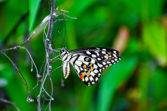 Butterfly closeup background blurred nature photography
