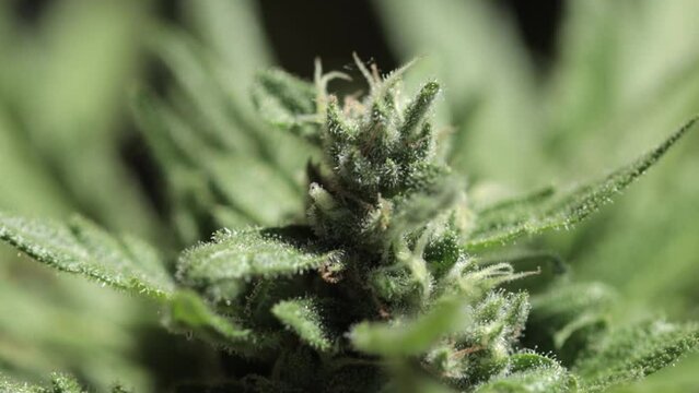 Closeup of organic marijuana buds that can be used for different purposes