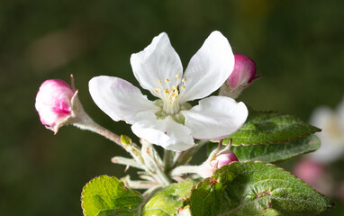 Flowers on an apple tree in spring.