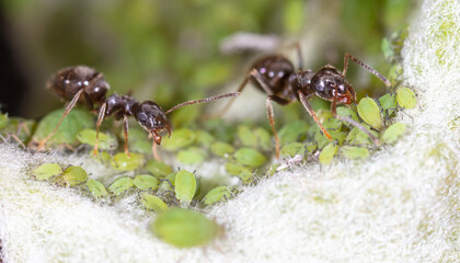 An ant grazes aphids on a tree leaf. - obrazy, fototapety, plakaty