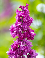 Beautiful lilac flowers in nature.