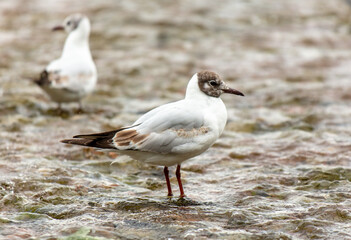 Seagulls walk along the stream.