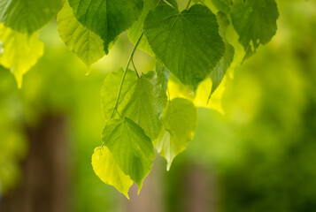 Green leaves on a tree in nature