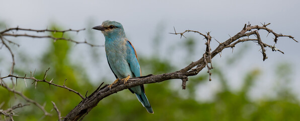 Europäische Blauracke im Naturreservat Hluhluwe Nationalpark Südafrika