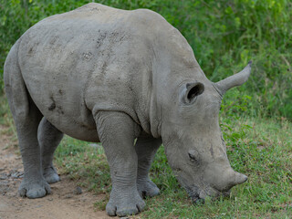 Nashorn Baby im Naturreservat Hluhluwe Nationalpark Südafrika