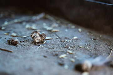 Close-up fresh chicken manure on the floor