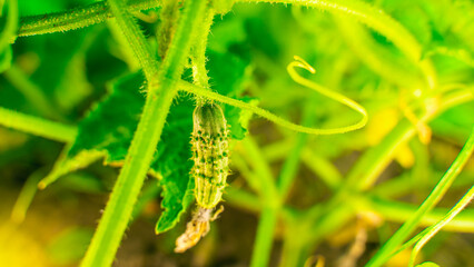 A young small cucumber grows close-up in a garden bed. Blurred background