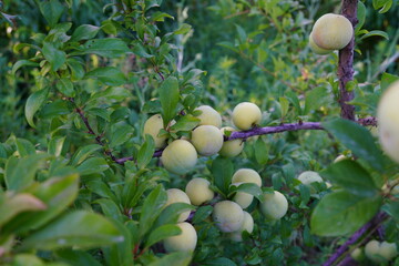 Pluot flavor king, The ripening and picking season of fruit trees in orchards. Red pulp and juice are very attractive