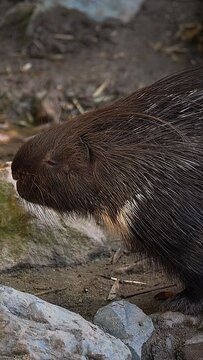 Vertical slow movement of brown Indian crested porcupine standing and looking toward
