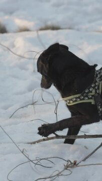 Vertical view of a patterdale terrier chewing branch in the snow