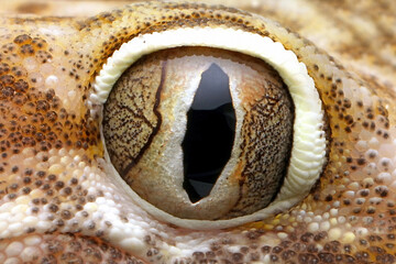 Sand gecko closeup eyes, Closeup eyes sand gecko (Stenodactylus petrii)