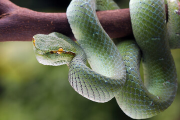 Tropidolaemus wagleri viper closeup on branch, Tropidolaemus wagleri closeup