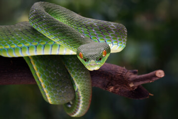 Trimeresurus albolabris closeup on branch, Indonesian viper snake closeup
