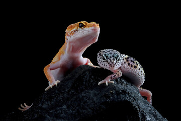 Leopard gecko closeup on coral stone, Leopard gecko front view