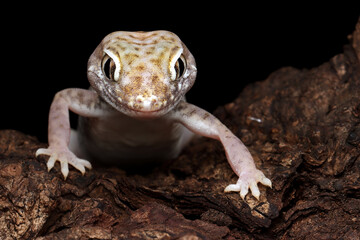 Sand gecko closeup on the wood, Closeup head sand gecko (Stenodactylus petrii), Stenodactylus petrii gecko on black background