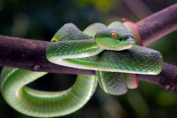 Trimeresurus albolabris closeup on branch, Indonesian viper snake closeup