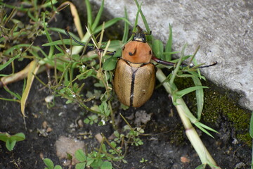walking beetle 
