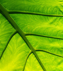 A close up of the textures of a bright green leaf/fern, background image or texture, veins