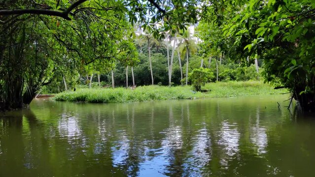 Natural view of the Kerala river and mangroves in India