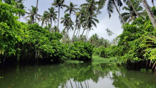 Natural view of the Kerala river and mangroves in India
