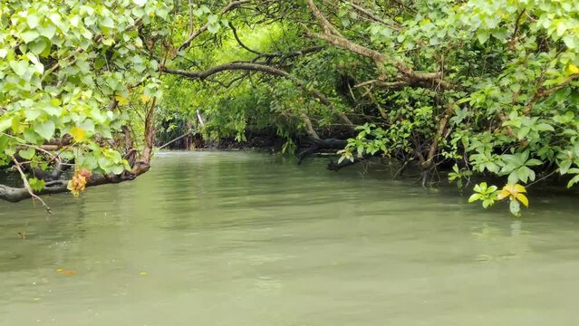 Natural view of the Kerala river and mangroves in India