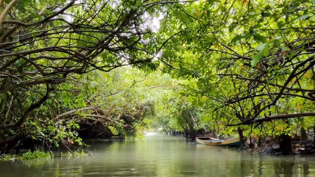Natural view of the Kerala river and mangroves in India