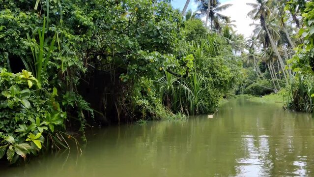 Natural view of the Kerala river and mangroves in India