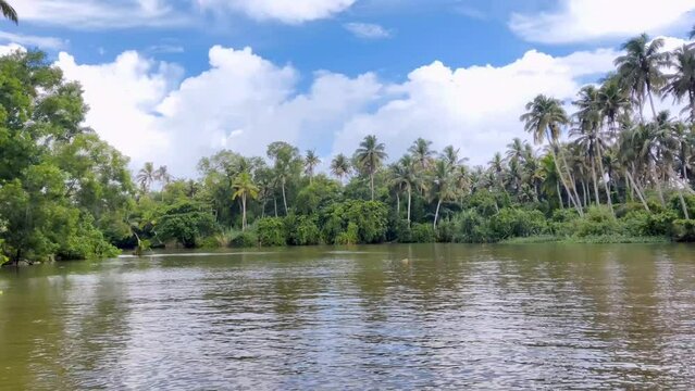 Natural view of the Kerala river and mangroves in India