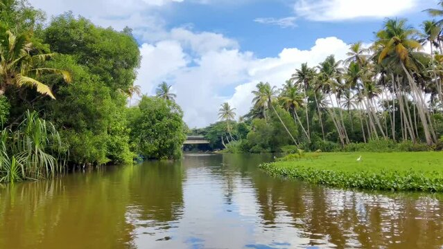 Natural view of the Kerala river and mangroves in India