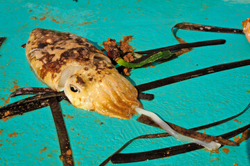 Cuttlefish caught on a fishing boat // gefangener Tintenfisch  auf einem Fischerboot (Sepia...
