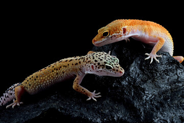 Leopard gecko closeup on coral stone, Leopard gecko front view