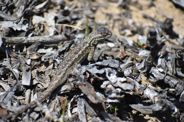 Lizard explorer