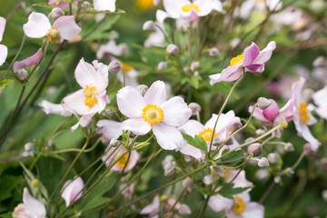 Naklejka na ściany i meble Anemone scabiosa pink flowers closeup selective focus