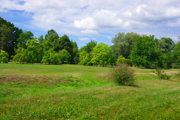 View of the green forest and a clearing with juicy bright grass.