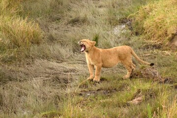 Vida salvaje en Masai Mara