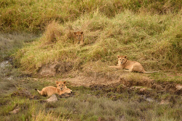 Vida salvaje en Masai Mara