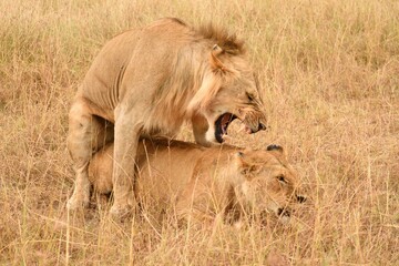 Vida salvaje en Masai Mara